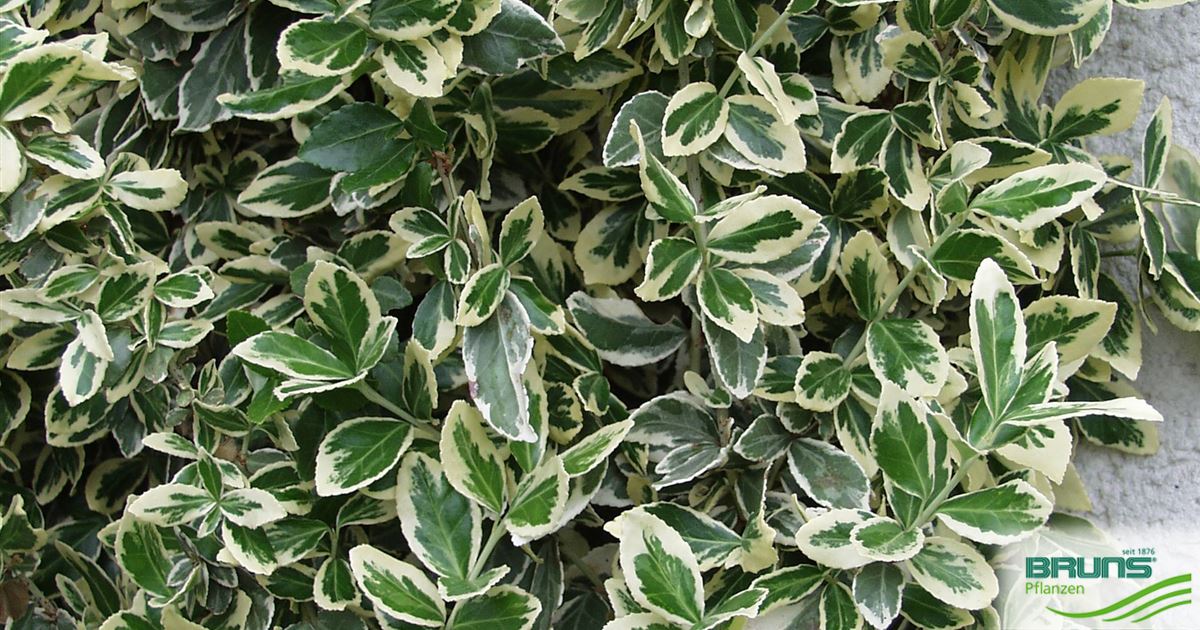 Euonymus fortunei 'Gracilis' von Bruns Pflanzen