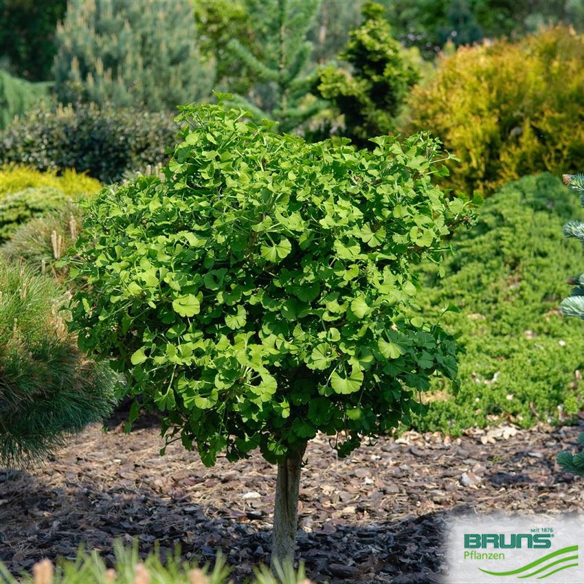 Ginkgo biloba 'Mariken'