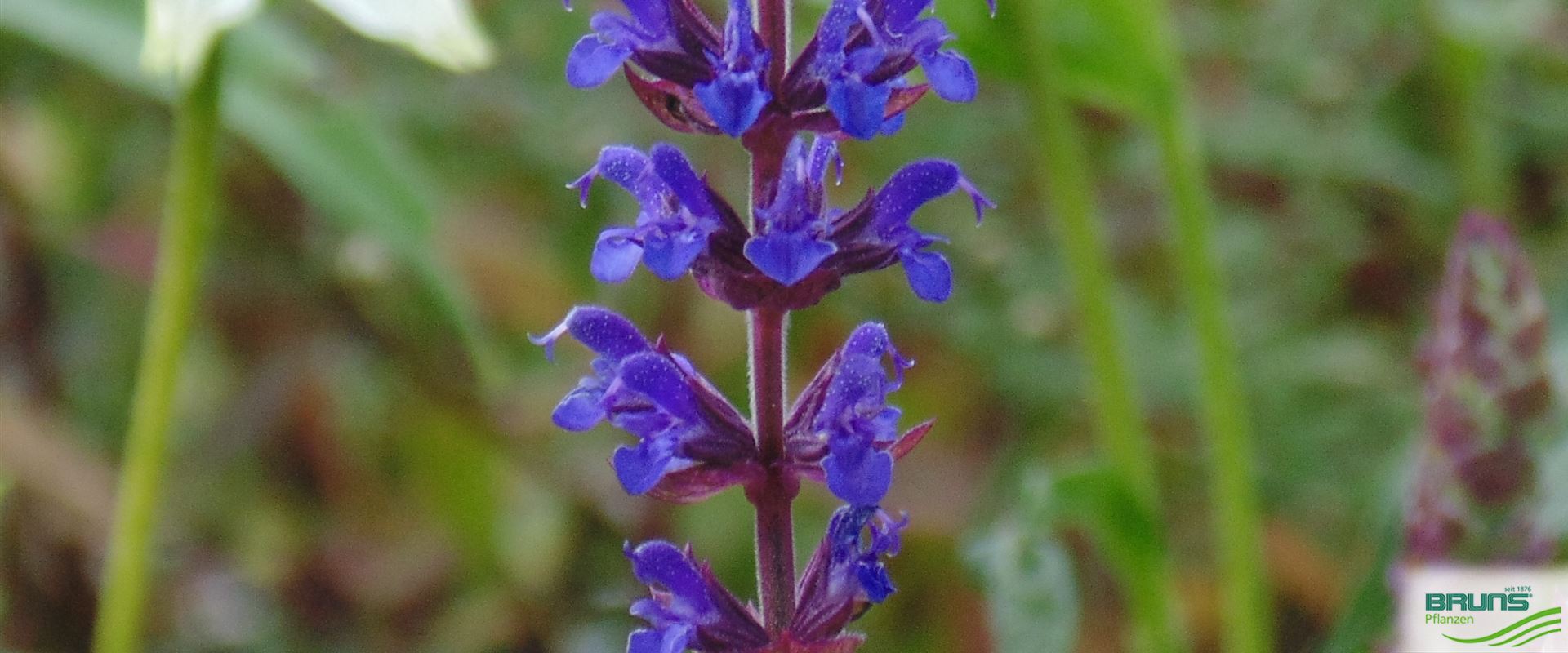 Salvia nemorosa 'Ostfriesland' von Bruns Pflanzen