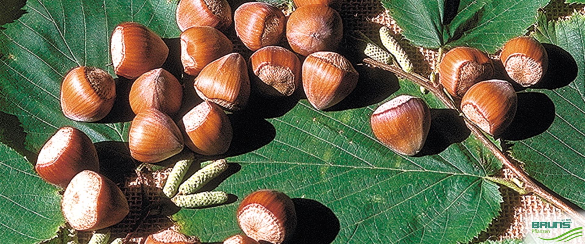 Haselnussstrauch Hallesche Riesennuss 60-100 Cm - Winterhart & Mehrjährig | Heckenpflanze Sichtschutz