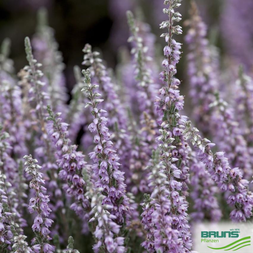 Calluna 'Silver Knight' von Bruns Pflanzen