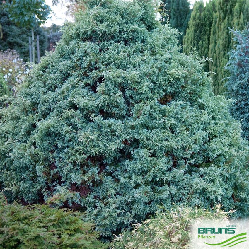 Chamaecyparis pisifera 'Squarrosa', Mooszypresse von Bruns