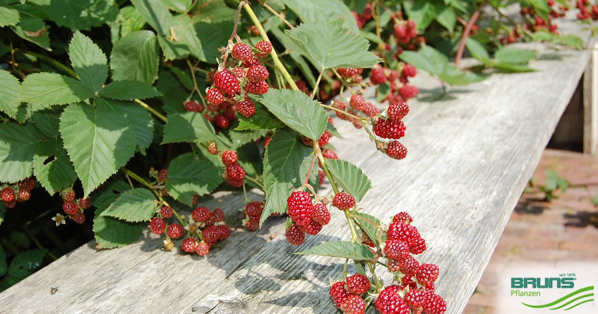 Rubus fruticosus, Gewöhnliche Brombeere, Wilde Brombeere von Bruns Pflanzen