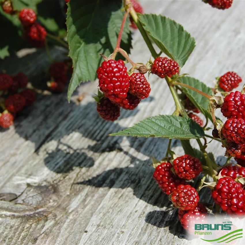 Rubus fruticosus, Gewöhnliche Brombeere, Wilde Brombeere von Bruns Pflanzen