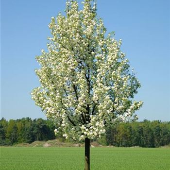Pyrus calleryana 'Chanticleer', Chinesische WildBirne von Bruns Pflanzen