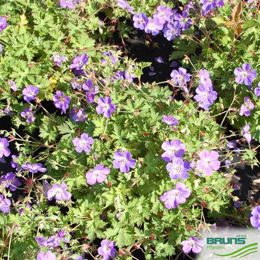Geranium 'Rozanne' (R) von Bruns Pflanzen