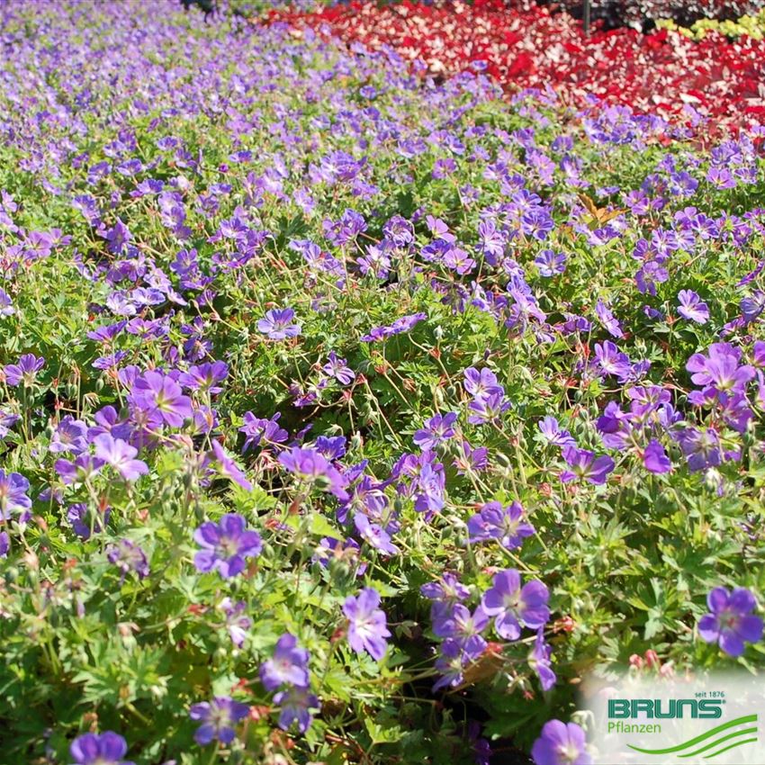 Geranium 'Rozanne' (R) von Bruns Pflanzen