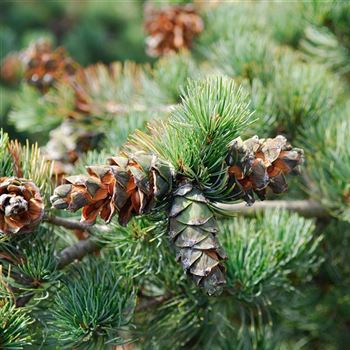 Pinus_parviflora_Glauca_HRM_6409.jpg