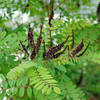 Amorpha fruticosa, False indigo von Bruns Pflanzen