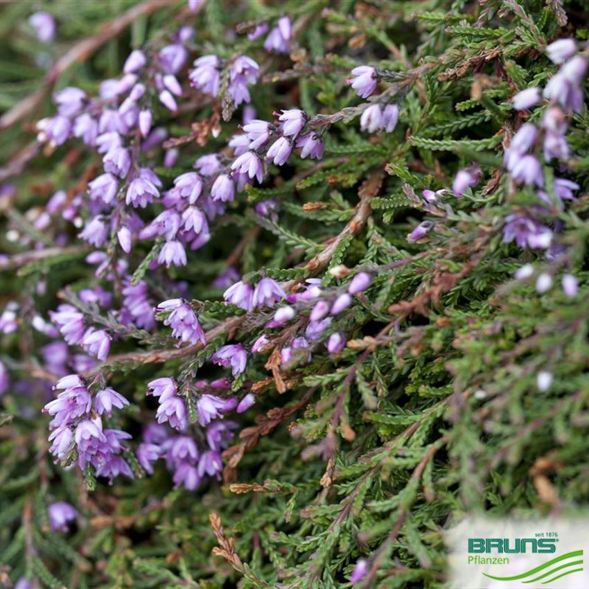 Calluna vulgaris Kulturformen von Bruns Pflanzen