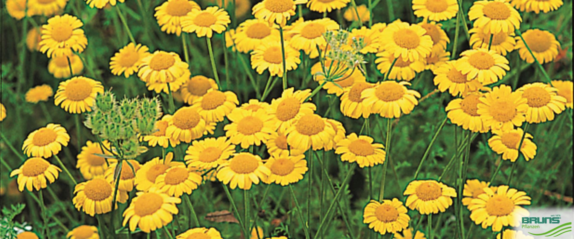 Anthemis tinctoria, Färberkamille von Bruns Pflanzen