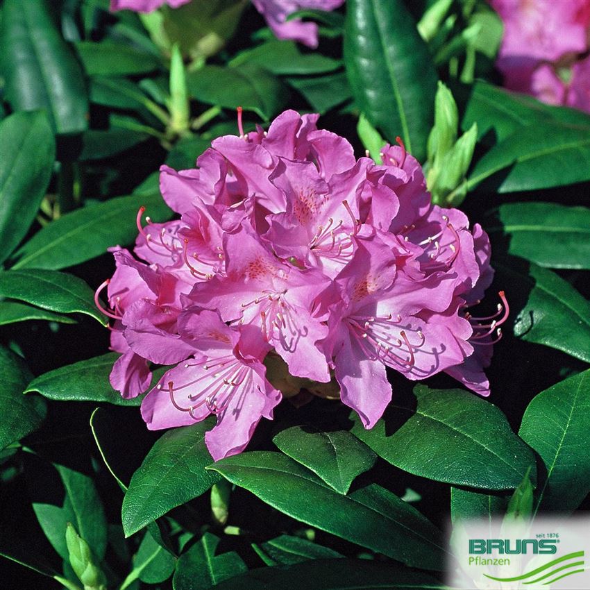 Rhododendron 'Roseum Elegans' von Bruns Pflanzen