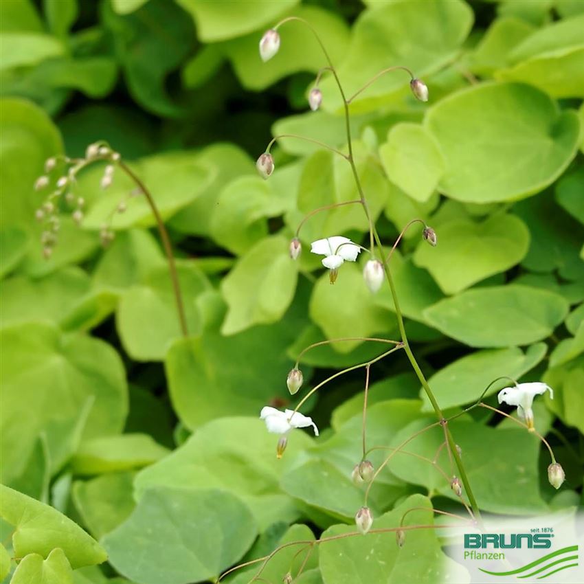 Vancouveria hexandra von Bruns Pflanzen