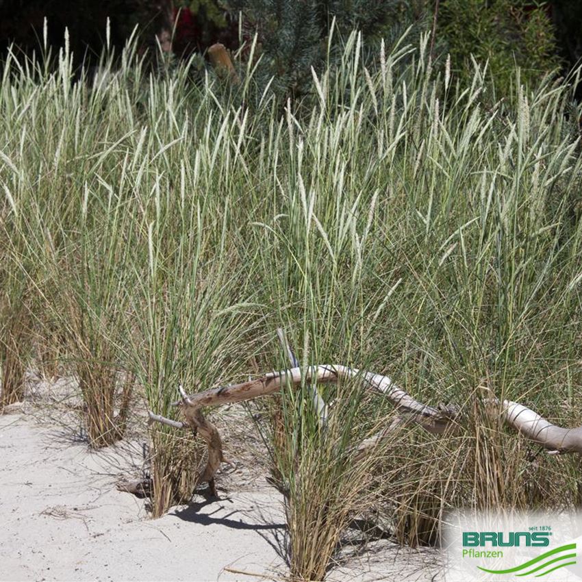 Ammophila breviligulata von Bruns Pflanzen
