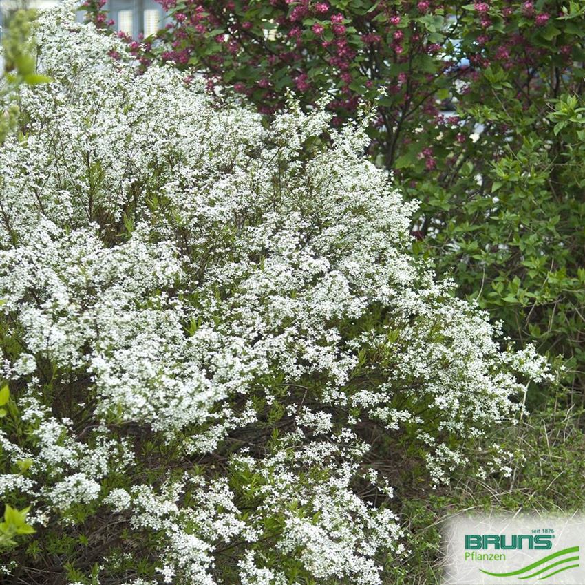 Spirée Thunbergii (Spiraea Thunbergii) - Arbuste à Floraison Printanière Blanche - Hauteur 40/60 Cm En Pot De 3 Litres