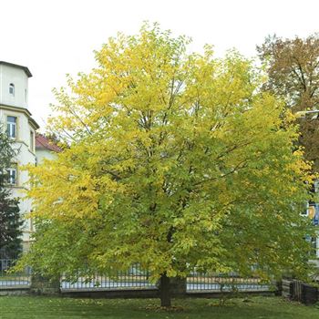 morus-alba-wei-er-maulbeerbaum-von-bruns-pflanzen