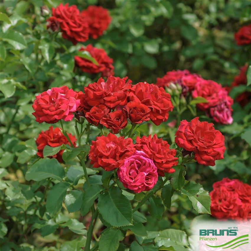 Beetrose 'Erfordia' (R) von Bruns Pflanzen