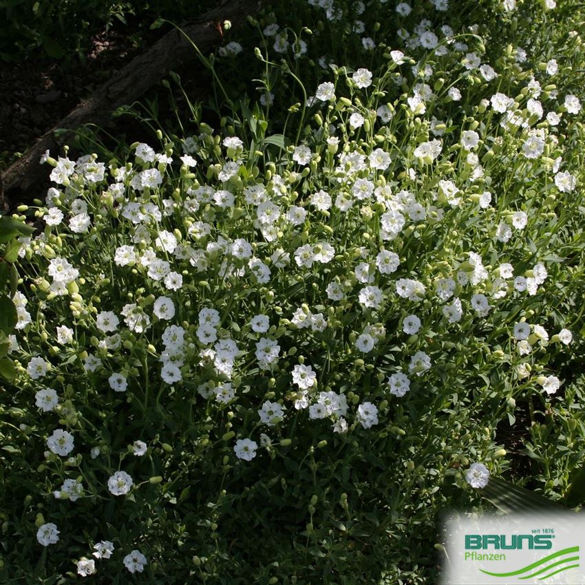 Silene uniflora 'Weisskehlchen' von Bruns Pflanzen