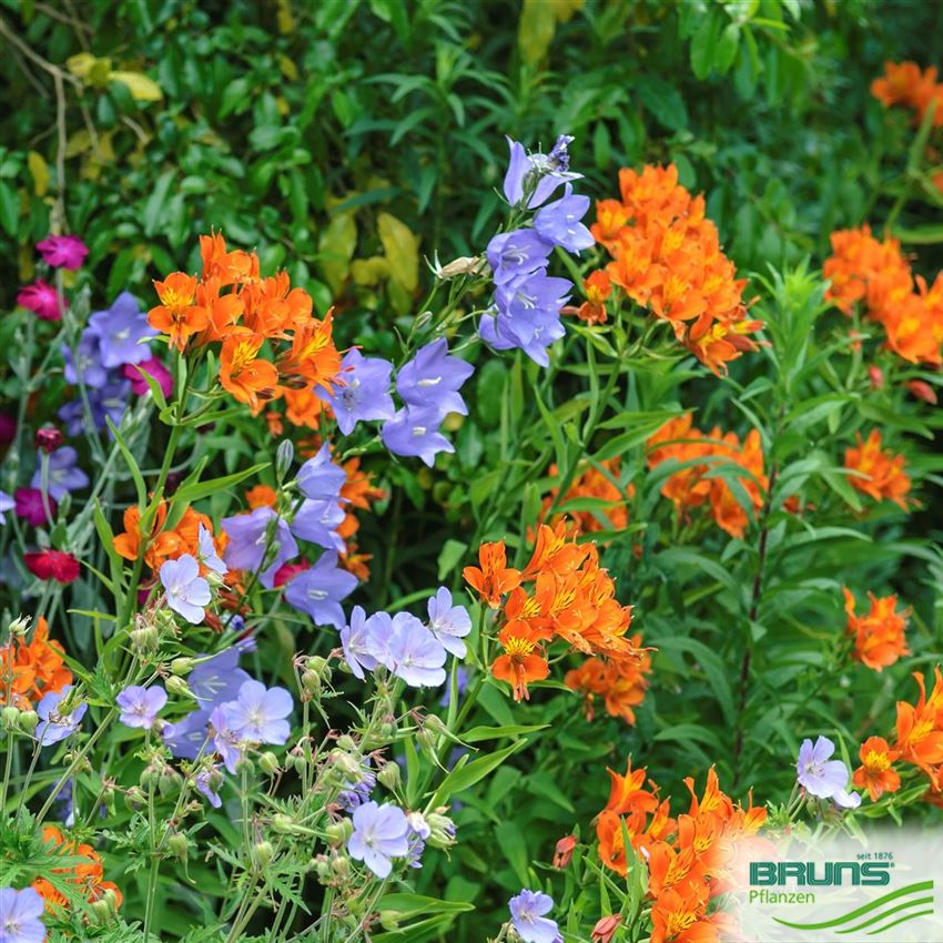 Alstroemeria aurantiaca 'Orange King' von Bruns Pflanzen