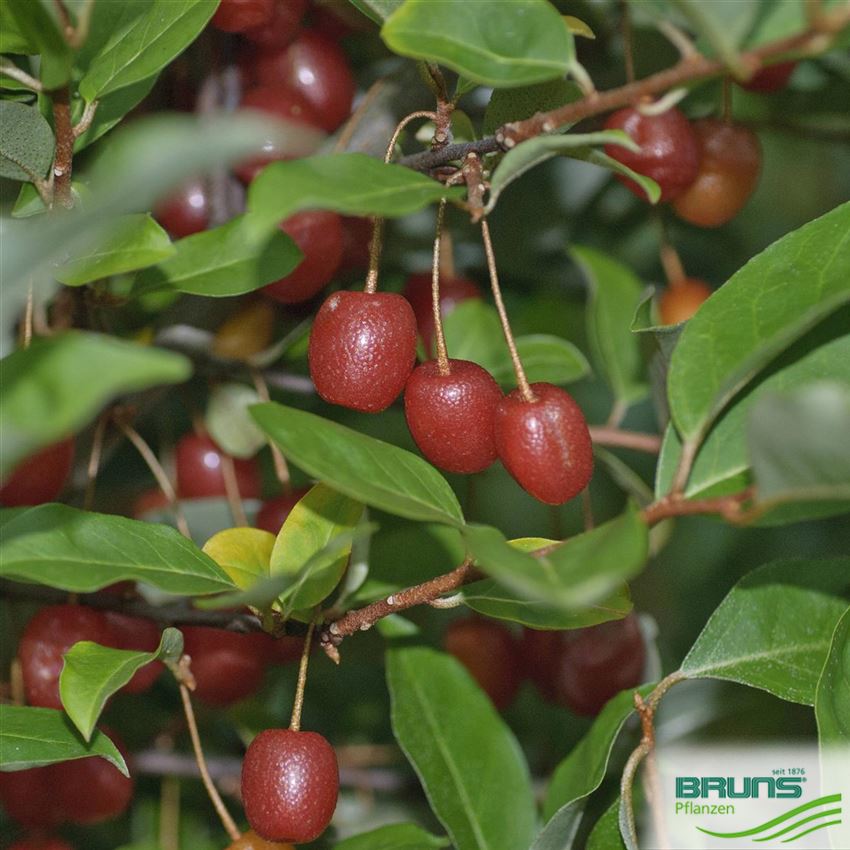 Elaeagnus multiflora, Vielblütige Ölweide, Essbare Ölweide von Bruns