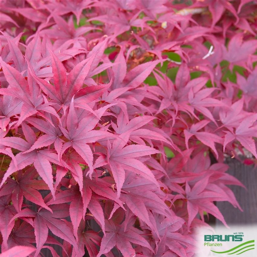 Acer palmatum 'Fireglow' von Bruns Pflanzen