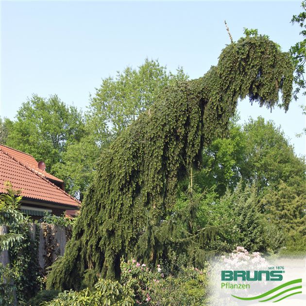 oder Ballen Serbische Fichte Picea omorika 'Pendula Bruns' 70-80 cm Co 