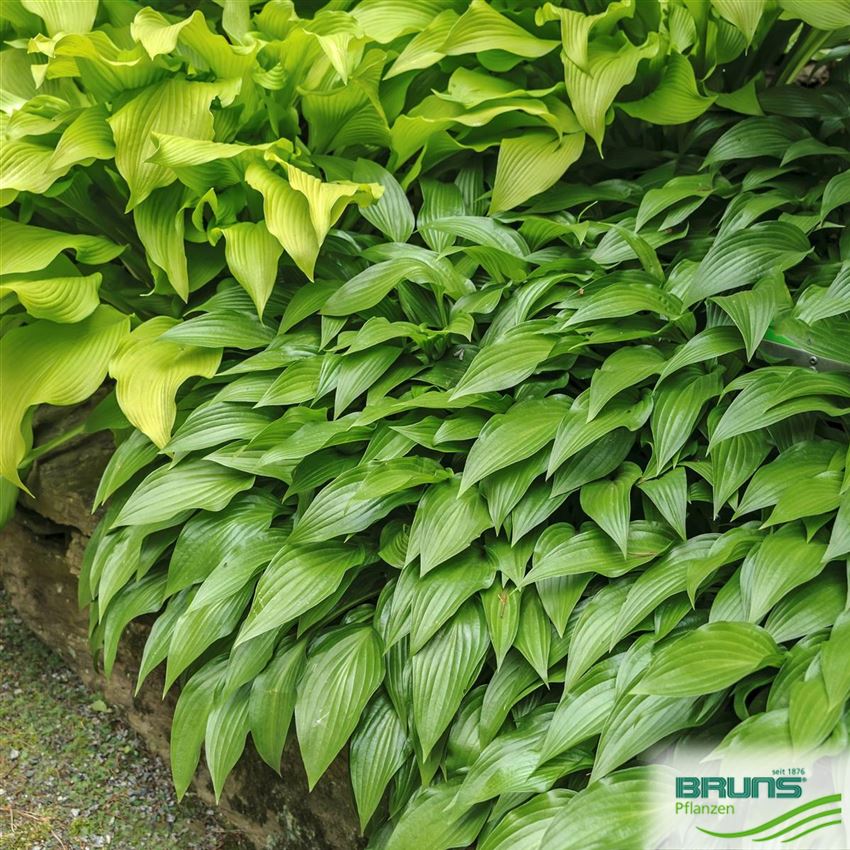 Hosta lancifolia, LanzenblattFunkie von Bruns Pflanzen