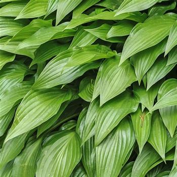 Hosta lancifolia von Bruns Pflanzen