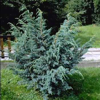 Juniperus_squamata_Meyeri_2001_3491_Q.jpg