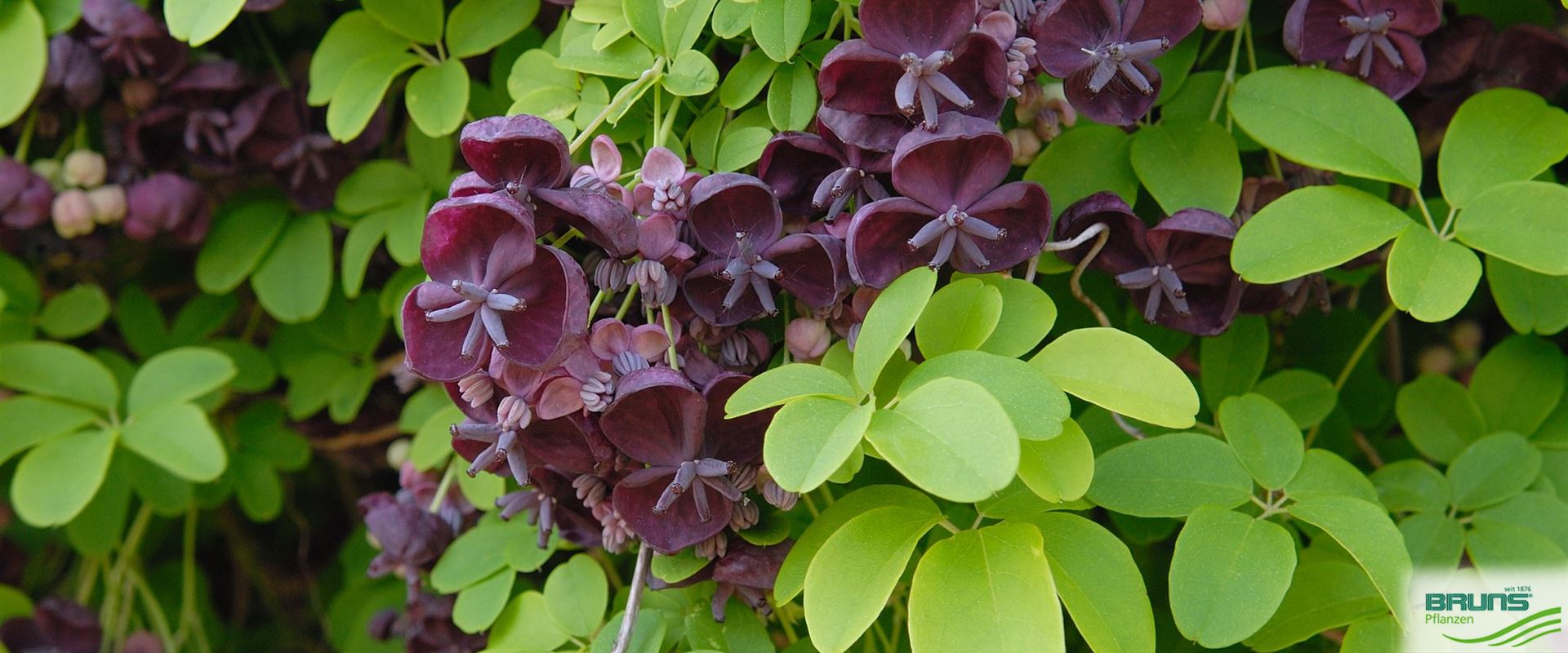 Akebia quinata, Fingerblättrige Akebie von Bruns Pflanzen