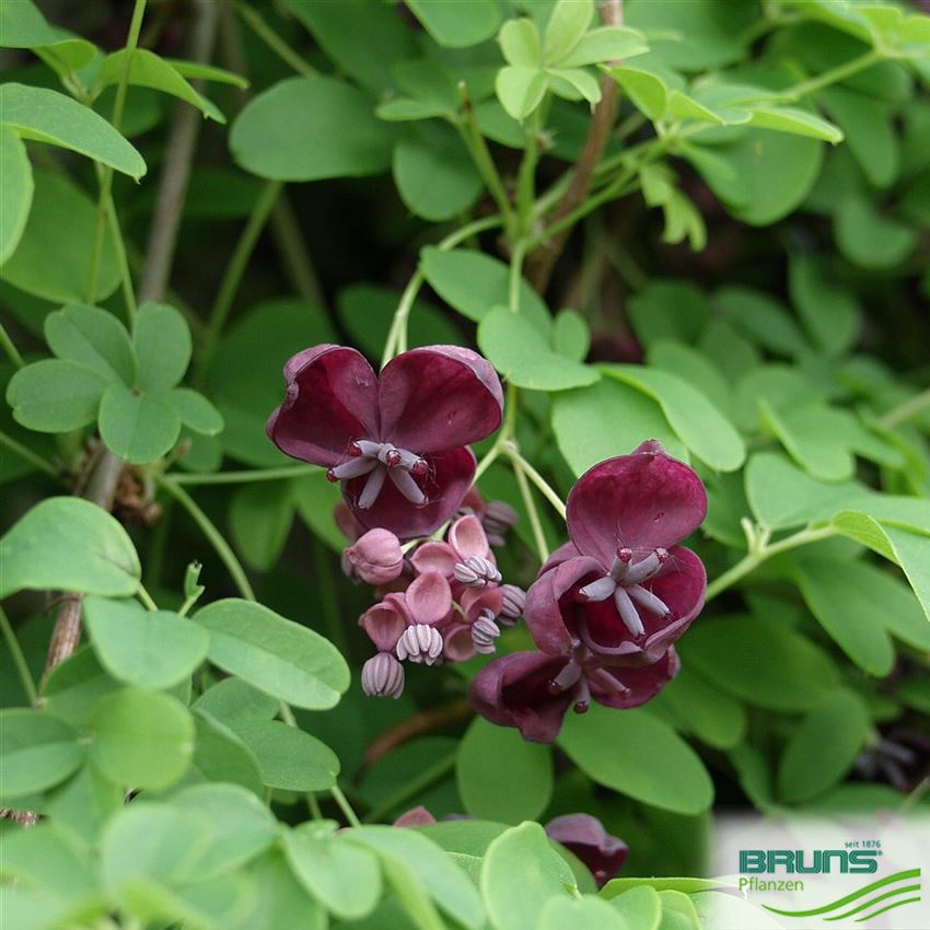 Akebia quinata, Fingerblättrige Akebie von Bruns Pflanzen