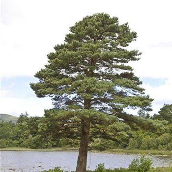 Pinus_sylvestris_2006_2935_q.jpg