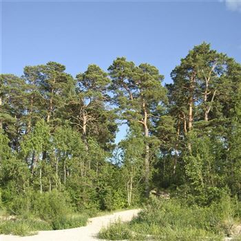 Pinus_sylvestris_2008_5240_q.jpg
