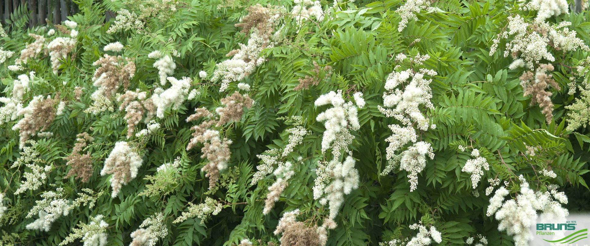 Sorbaria sorbifolia, Sibirische Fiederspiere von Bruns Pflanzen