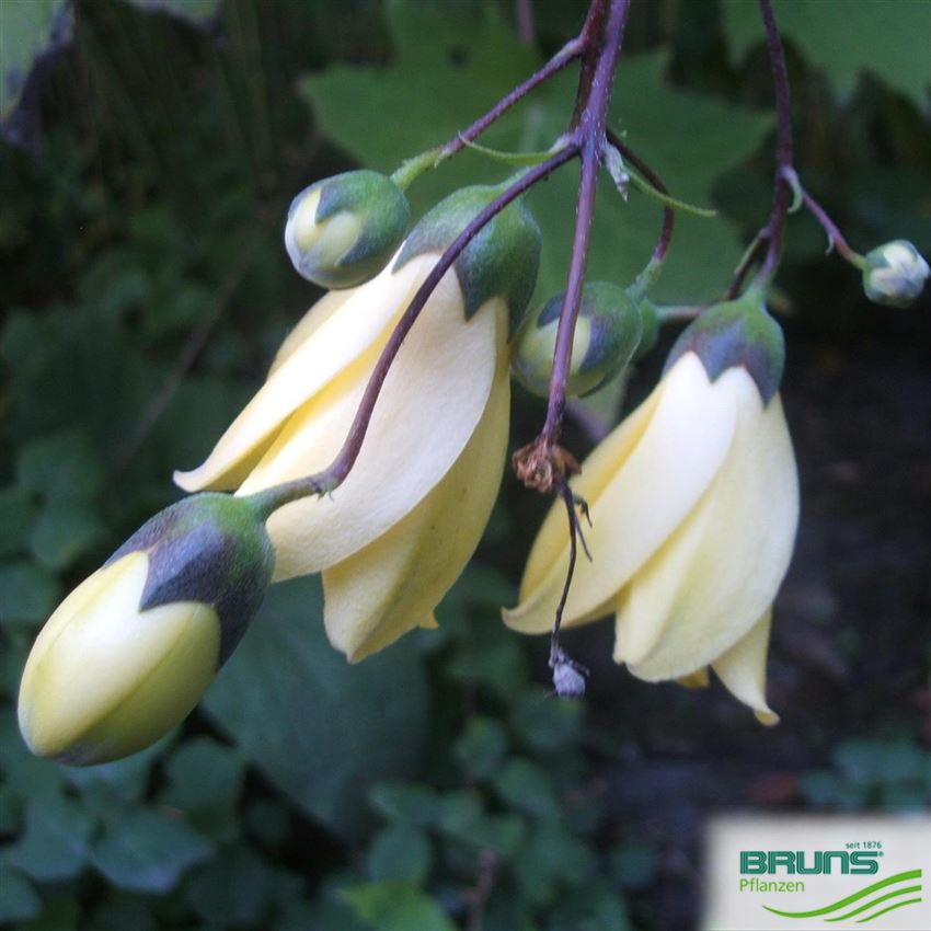 Kirengeshoma palmata von Bruns Pflanzen