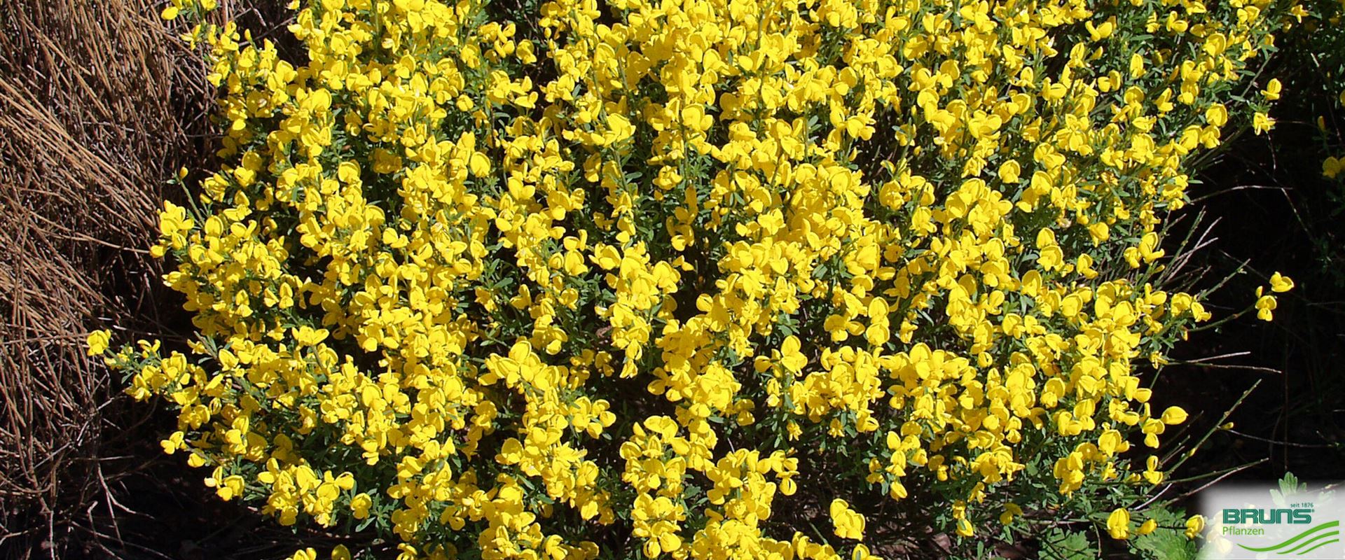 Cytisus beanii von Bruns Pflanzen