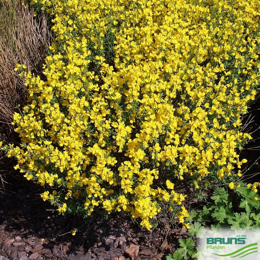 Cytisus beanii von Bruns Pflanzen