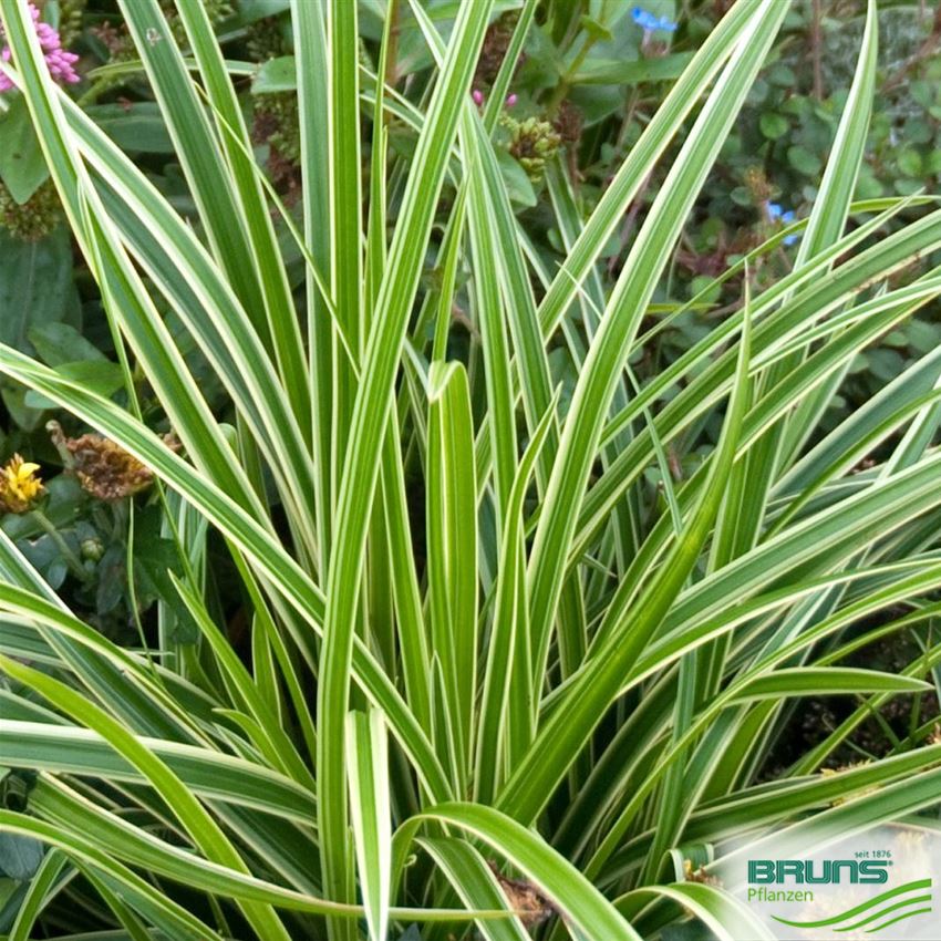 Carex morrowii 'Variegata', Weißbunte JapanSegge von Bruns Pflanzen