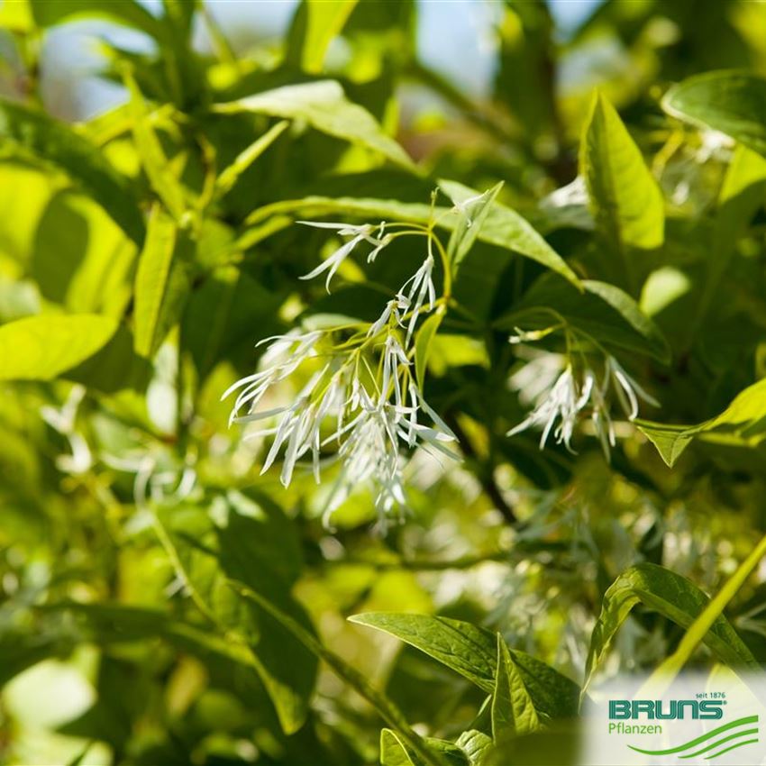 Virginischer Schneebaum Chionanthus Virginicus - Winterharte Gartenpflanze 45-50cm