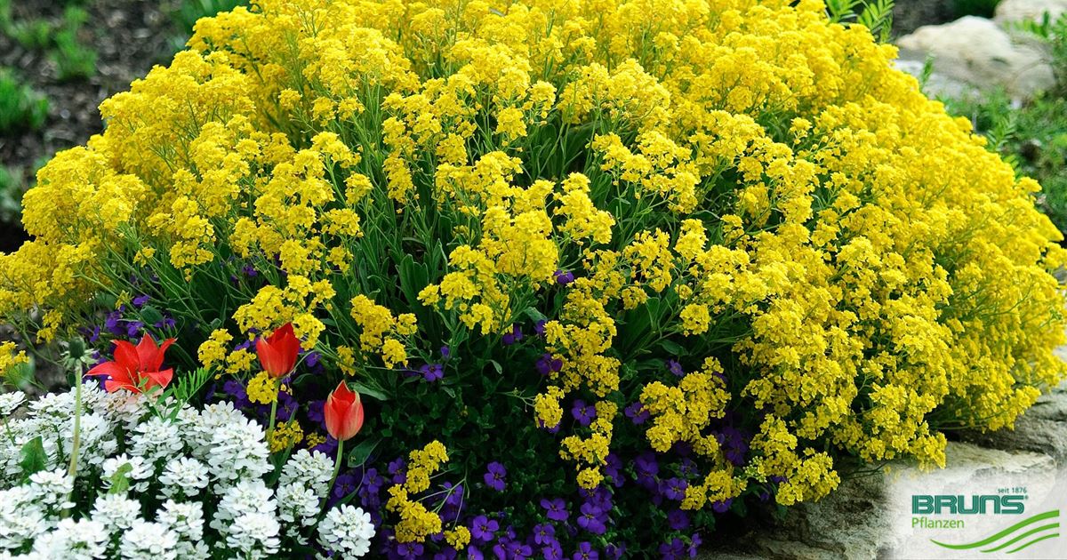 Alyssum saxatile von Bruns Pflanzen