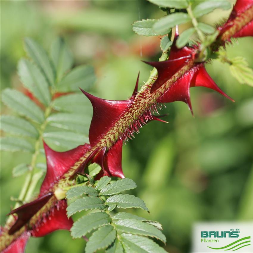 Parkrose omeiensis pteracantha von Bruns Pflanzen