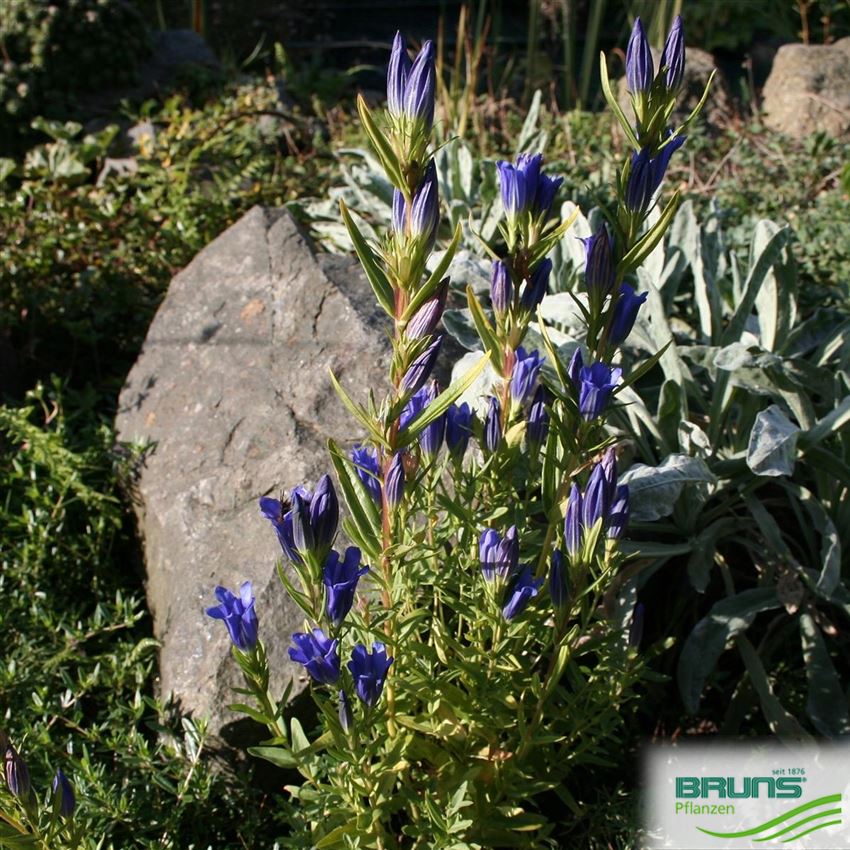 Gentiana pneumonanthe von Bruns Pflanzen