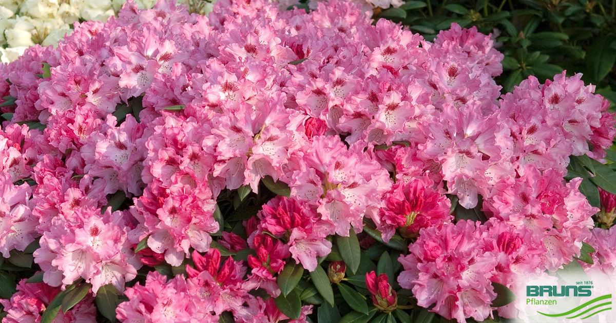 Rhododendron yakush. 'Bad Zwischenahn' von Bruns Pflanzen