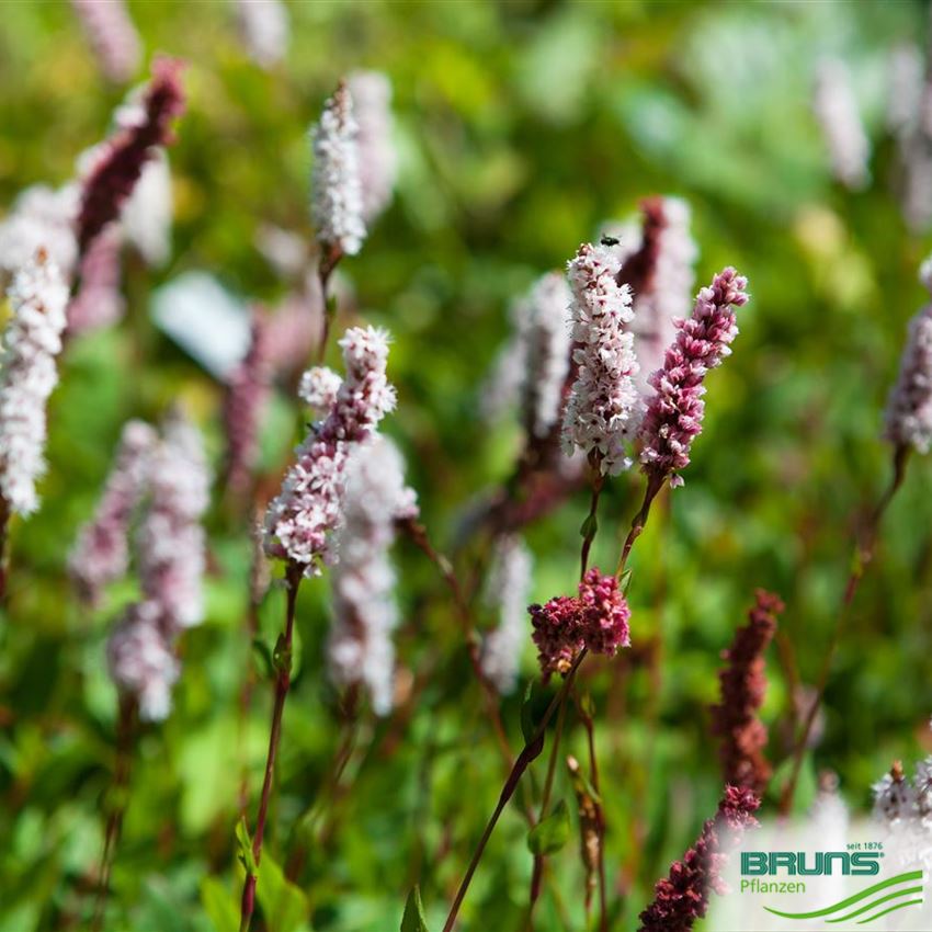 Bistorta affine 'Superbum' von Bruns Pflanzen