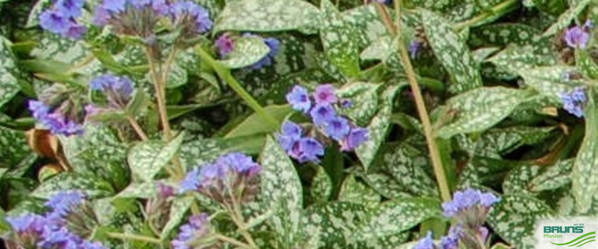 Lungenkraut 'Trevi Fountain' – 3er-Set Im 12 Cm Topf, Blauviolette Blüten