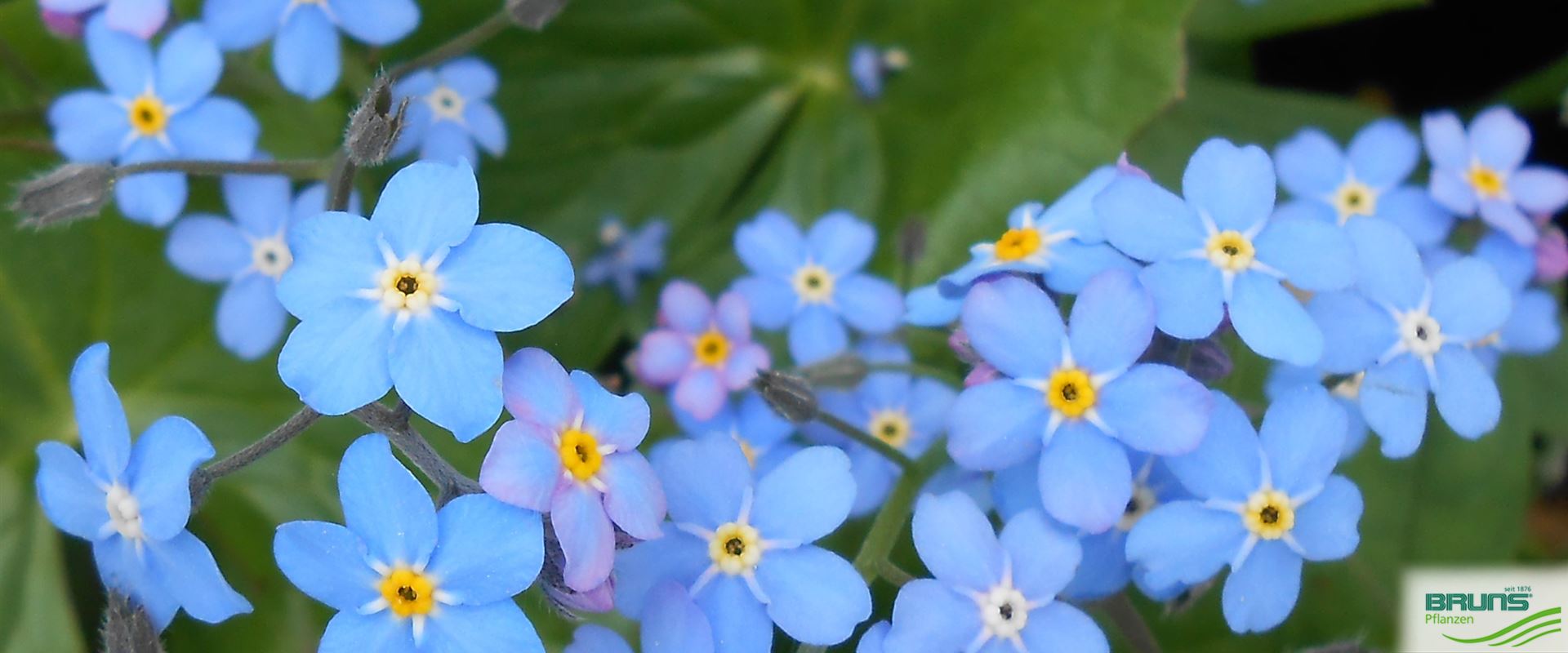 Myosotis palustris, SumpfVergißmeinnicht von Bruns Pflanzen
