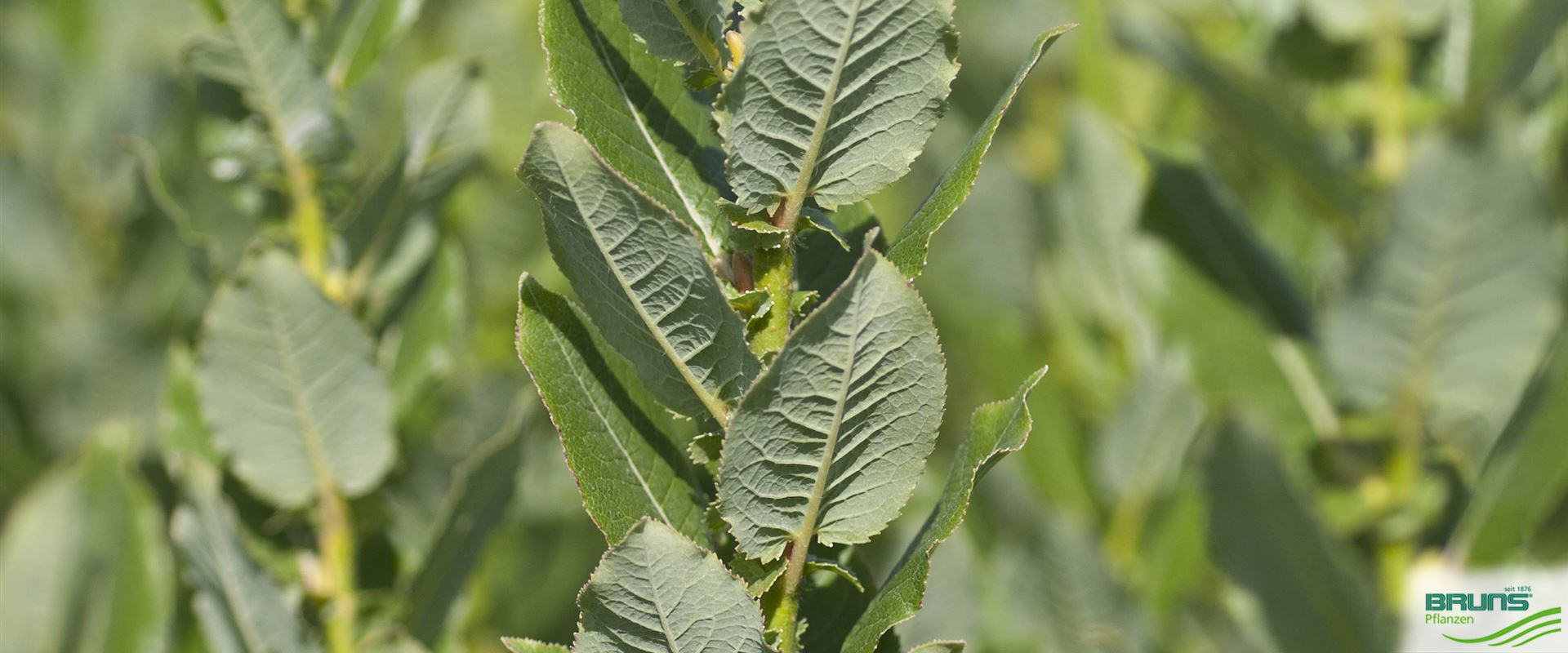Salix wehrhahnii, EngadinWeide von Bruns Pflanzen