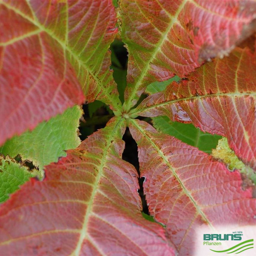 Rodgersia podophylla 'Rotlaub', BronzeSchaublatt von Bruns Pflanzen