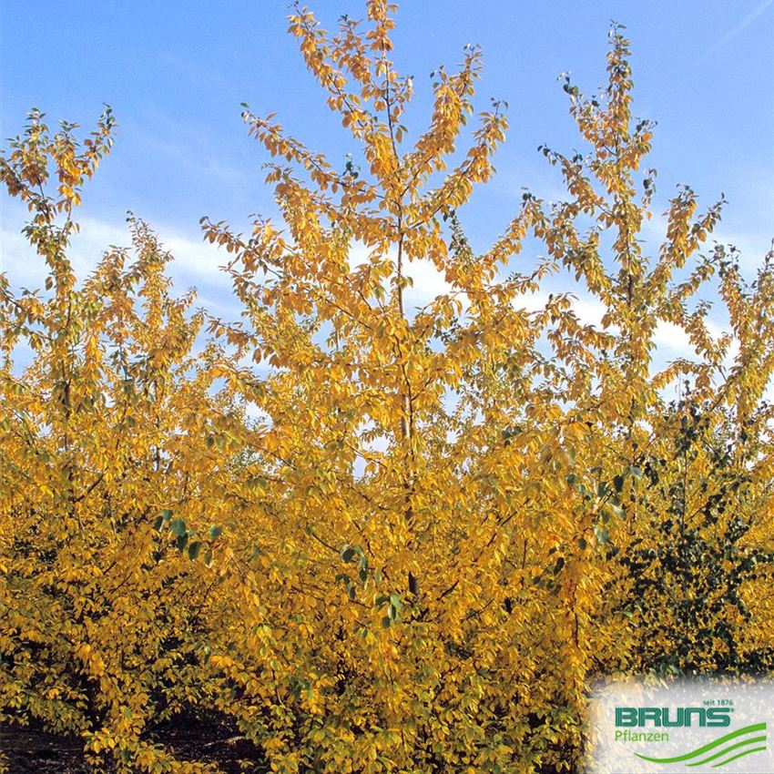 Populus berolinensis, Berliner LorbeerPappel von Bruns