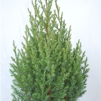 Juniperus_chinensis_Stricta_GR_R2.jpg